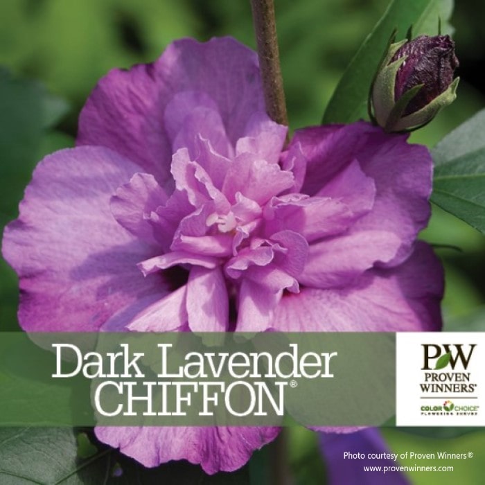 Dark Lavender CHIFFON® Rose of Sharon
